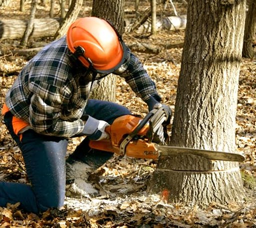 Tree Removal in Millwood, VA